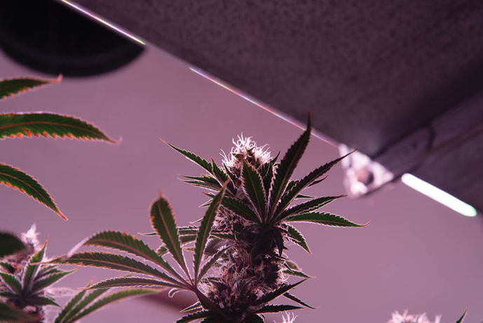 Grow Tour: Redbird
