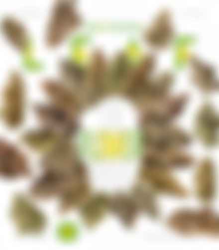 Oregon Leaf