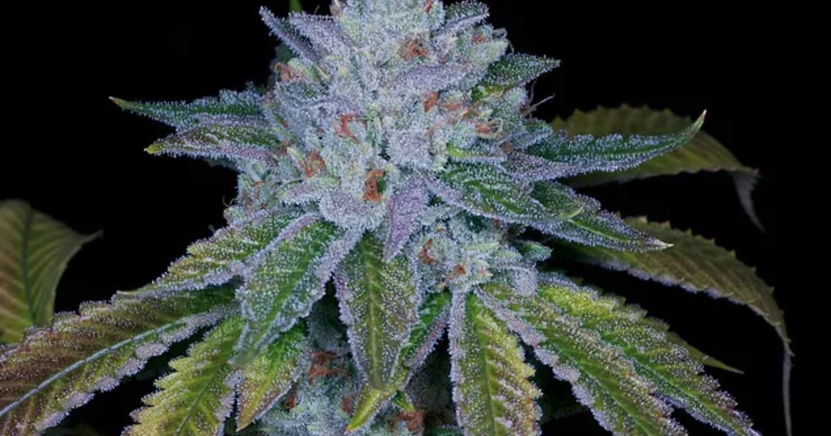 photo of Behind The Weed Strain: Hell Raiser OG image