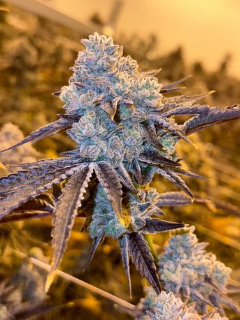 Stoner Owner: TeamingWithTerps
