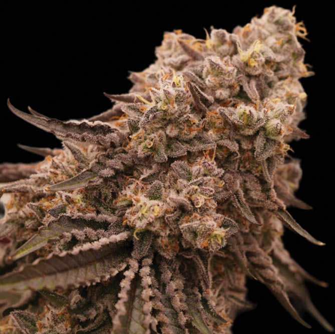Ziplock Seeds' Black Panther Feminized Seed Crosses - Leaf Nation