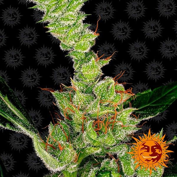 Dr. Grinspoon strain from Barney's Farm.